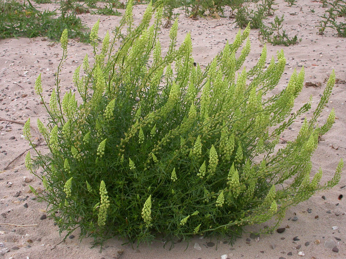 wild mignonette
